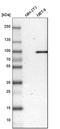 Prolyl 3-Hydroxylase 2 antibody, HPA007890, Atlas Antibodies, Western Blot image 