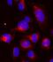 Cyclin B1 antibody, A00745-1, Boster Biological Technology, Immunofluorescence image 