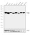 Scavenger Receptor Class B Member 2 antibody, 702770, Invitrogen Antibodies, Western Blot image 