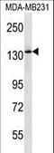 Phosphoinositide-3-Kinase Regulatory Subunit 4 antibody, LS-C158661, Lifespan Biosciences, Western Blot image 