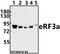 G1 To S Phase Transition 1 antibody, A07761-1, Boster Biological Technology, Western Blot image 