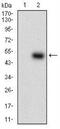Paraoxonase 1 antibody, NBP2-23610, Novus Biologicals, Western Blot image 