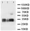 Aquaporin 3 (Gill Blood Group) antibody, ab125219, Abcam, Western Blot image 