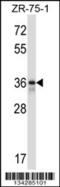 Fetuin B antibody, 57-586, ProSci, Western Blot image 