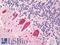 Thyrotropin Releasing Hormone antibody, LS-B8690, Lifespan Biosciences, Immunohistochemistry paraffin image 