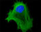 Cytokeratin antibody, 628608, BioLegend, Immunofluorescence image 
