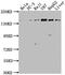 Mitogen-Activated Protein Kinase Kinase Kinase Kinase 4 antibody, CSB-PA013439LA01HU, Cusabio, Western Blot image 