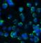 Beta-Secretase 1 antibody, 2253, QED Bioscience, Immunofluorescence image 