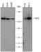 Inositol Polyphosphate Phosphatase Like 1 antibody, AF5389, R&D Systems, Western Blot image 