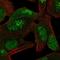 Cullin Associated And Neddylation Dissociated 1 antibody, PA5-67031, Invitrogen Antibodies, Immunofluorescence image 