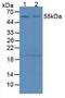 Serpin Family G Member 1 antibody, LS-C302069, Lifespan Biosciences, Western Blot image 