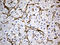 Caveolin 1 antibody, M00179-3, Boster Biological Technology, Immunohistochemistry paraffin image 