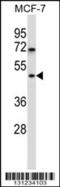 WD Repeat Domain 88 antibody, 57-122, ProSci, Western Blot image 