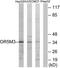 Olfactory Receptor Family 5 Subfamily M Member 3 antibody, TA316232, Origene, Western Blot image 