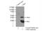 Cyclin Dependent Kinase 6 antibody, 14052-1-AP, Proteintech Group, Immunoprecipitation image 