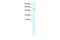 Transcription Factor AP-2 Delta antibody, PA5-40326, Invitrogen Antibodies, Western Blot image 