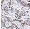 ATP Binding Cassette Subfamily C Member 1 antibody, PA5-78694, Invitrogen Antibodies, Immunohistochemistry frozen image 