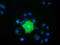 Peroxisomal Biogenesis Factor 5 antibody, TA501390, Origene, Immunofluorescence image 
