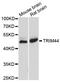 Tripartite Motif Containing 44 antibody, A8719, ABclonal Technology, Western Blot image 