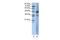 Serum Response Factor antibody, PA5-46856, Invitrogen Antibodies, Western Blot image 