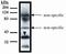 General transcriptional corepressor TUP1 antibody, MA1-12683, Invitrogen Antibodies, Western Blot image 