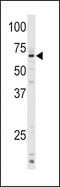 Cytochrome P450 Family 1 Subfamily A Member 1 antibody, PA5-15212, Invitrogen Antibodies, Western Blot image 