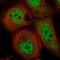 Inhibitor Of Growth Family Member 1 antibody, HPA052591, Atlas Antibodies, Immunofluorescence image 