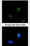 Small Nuclear Ribonucleoprotein 13 antibody, PA5-22010, Invitrogen Antibodies, Immunofluorescence image 