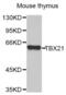 T-Box 21 antibody, abx003533, Abbexa, Western Blot image 