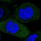 PYM Homolog 1, Exon Junction Complex Associated Factor antibody, NBP1-92596, Novus Biologicals, Immunofluorescence image 