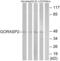 Golgi Reassembly Stacking Protein 2 antibody, abx014496, Abbexa, Western Blot image 