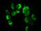 Protein-lysine 6-oxidase antibody, LS-C114934, Lifespan Biosciences, Immunofluorescence image 