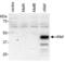 MAF BZIP Transcription Factor antibody, NB600-267, Novus Biologicals, Western Blot image 