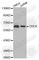 Cell Division Cycle 6 antibody, A0192, ABclonal Technology, Western Blot image 