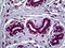 Forkhead Box A2 antibody, 51-720, ProSci, Immunohistochemistry frozen image 