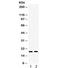 C-X-C Motif Chemokine Ligand 10 antibody, R31987, NSJ Bioreagents, Western Blot image 