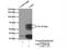 Ubiquitin Specific Peptidase 3 antibody, 12490-1-AP, Proteintech Group, Immunoprecipitation image 