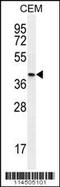Osteoglycin antibody, 55-975, ProSci, Western Blot image 
