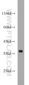 Apurinic/Apyrimidinic Endodeoxyribonuclease 1 antibody, 10323-1-AP, Proteintech Group, Western Blot image 
