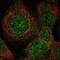 Syntaxin-10 antibody, NBP1-81663, Novus Biologicals, Immunofluorescence image 