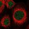 Zinc Finger Protein 83 antibody, NBP1-83789, Novus Biologicals, Immunofluorescence image 
