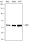 Gastrulation Brain Homeobox 2 antibody, AF4638, R&D Systems, Western Blot image 