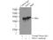 Survival Of Motor Neuron 2, Centromeric antibody, 60154-1-Ig, Proteintech Group, Immunoprecipitation image 