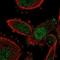 Growth Factor Receptor Bound Protein 2 antibody, NBP2-55209, Novus Biologicals, Immunofluorescence image 