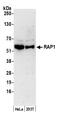 TERF2 Interacting Protein antibody, NB100-292, Novus Biologicals, Western Blot image 