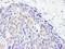 Tet Methylcytosine Dioxygenase 2 antibody, NBP2-32104, Novus Biologicals, Immunohistochemistry paraffin image 