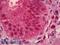 Paired Box 9 antibody, LS-B6405, Lifespan Biosciences, Immunohistochemistry frozen image 