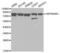 Heat Shock Protein 90 Alpha Family Class B Member 1 antibody, abx001010, Abbexa, Western Blot image 