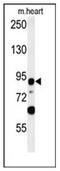 Leucine Rich Repeat Containing 36 antibody, AP52533PU-N, Origene, Western Blot image 