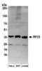 Replication Factor C Subunit 5 antibody, NB100-235, Novus Biologicals, Western Blot image 